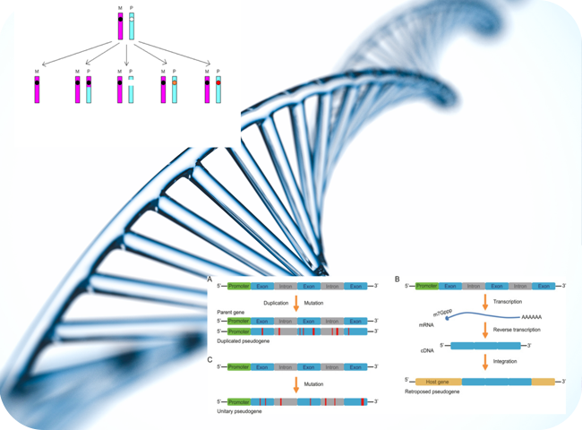 DNA Genomik, Pseudogen, dan Variasi Alel